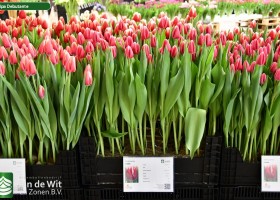 Tulipa Debutante (1)